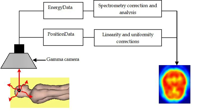 Diagram showing a radiotracer being injected, accumulating in an organ, and a gamma camera detecting the emitted radiation